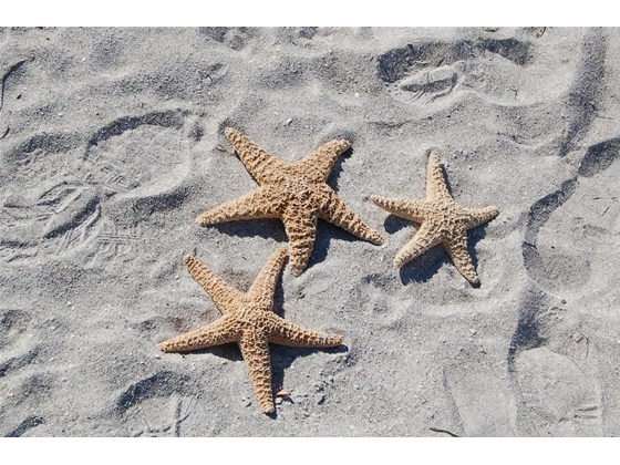 Starfish on the beach - Single Family Home for sale at 6211 Gulf Of Mexico Dr, Longboat Key, FL 34228 - MLS Number is A4511733
